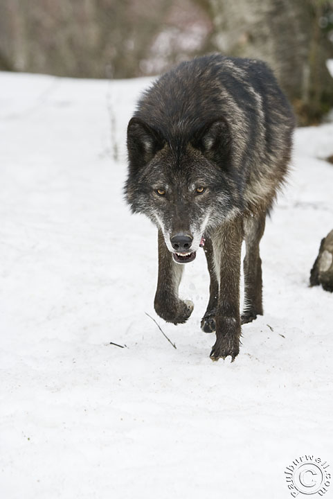 Next-$-20-For-$-20-Will-Be-The-Wolf!